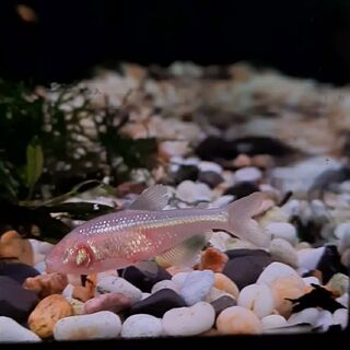Blind Cave Tetra