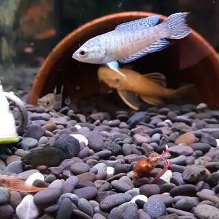 Snake Skin Paradise Fish