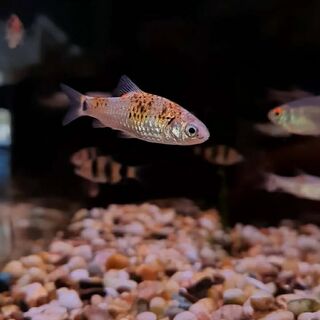 Tri Colour Barb