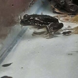 Southern Bell Frogs