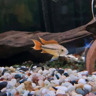 Cockatoo Apisto Orange