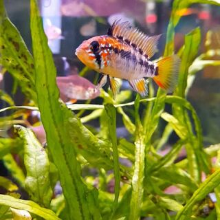 Apistogramma Viejita Red Neck