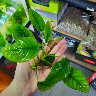 Anubius Large