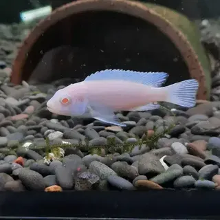 Snow White African Cichlid
