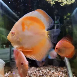 Yellow Sunshine Discus