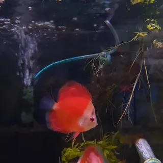Red Mellon Discus