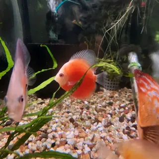 Red Mellon Discus
