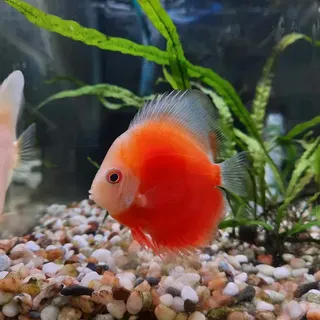 Red Mellon Discus