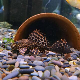 Redspot Pleco