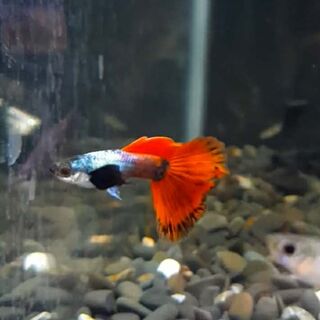 Elephant Ear Guppy Pair