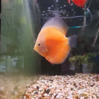 Yellow Sunset Discus