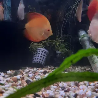 Yellow Sunset Discus