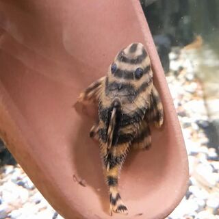 Adult Big Banded Tiger Pleco