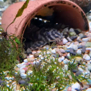 Adult Big Banded Tiger Pleco