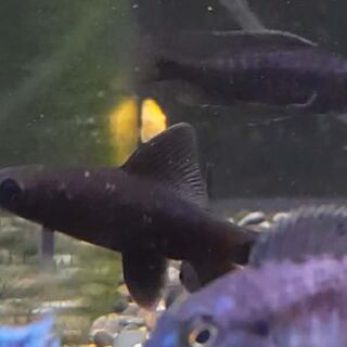 Black Shark