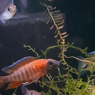 Freiberg Peacock Cichlid
