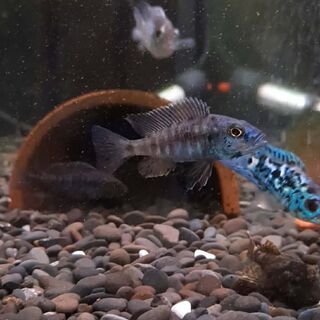 Electric Blue Hap Cichlid