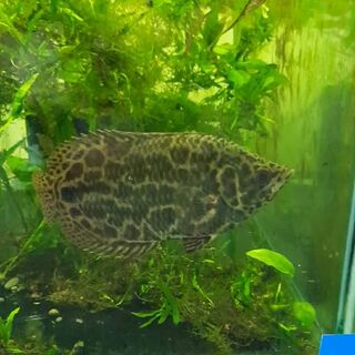 Extra Large Leopard Bush Fish