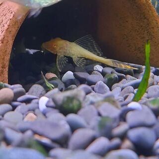 Golden albino Pleco