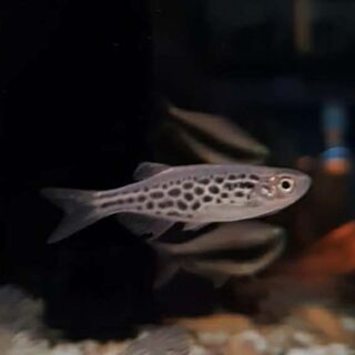 Kyathit Danio Spotted