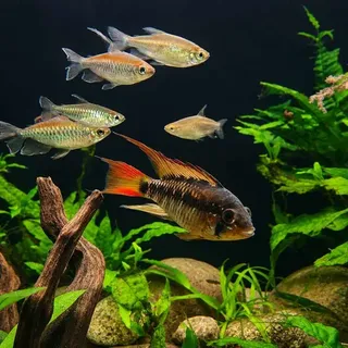 Apistogramma Macmasteri