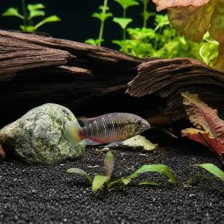 Apistogramma Hongsloi