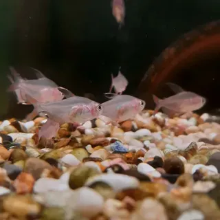 Rosy Tetra
