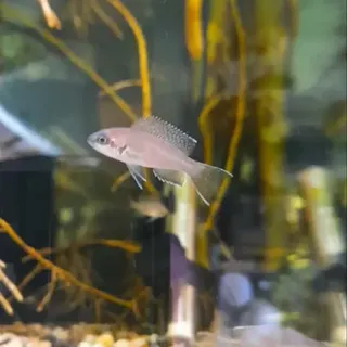 Fairy Cichlid