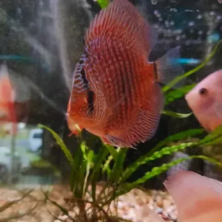SnakeSkin Discus