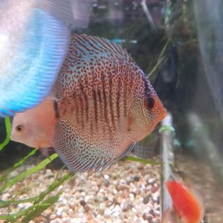 SnakeSkin Discus