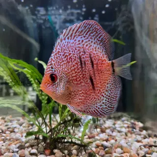 SnakeSkin Discus