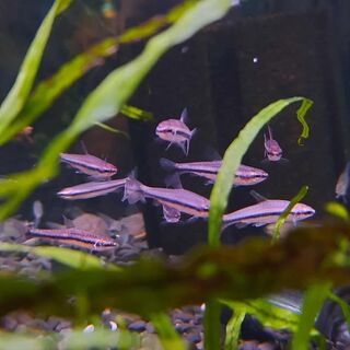Red Beckford Pencilfish