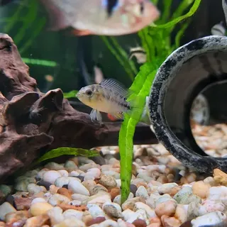 Apistogramma Borelli