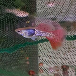 Metal Cobra Red Lace Guppy Pair