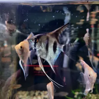 Silver Angel Fish
