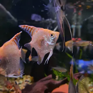 Red Cap Gold Diamond Angel Fish