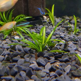 Dwarf Sag
