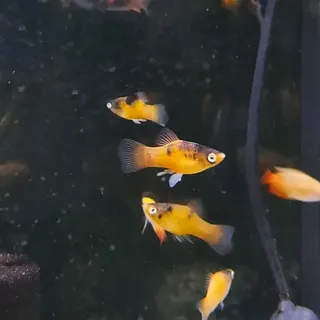 Bumble Bee Platy