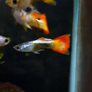 Flame Tail Guppy Pair