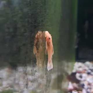 Bristlenose - Golden small