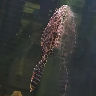 Large Goldspot Pleco