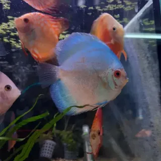 Sky Blue Discus