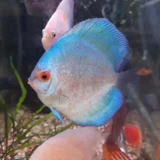 Sky Blue Discus