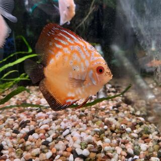 Pigeon Blood Discus