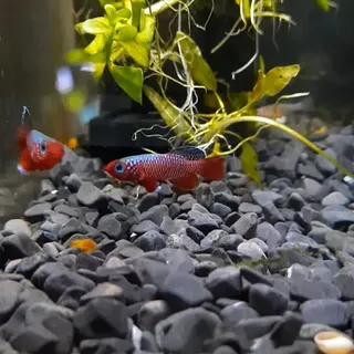 Nothobranchius Rubripinnis Pair