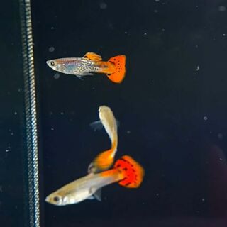 Red Cobra Guppy Trio