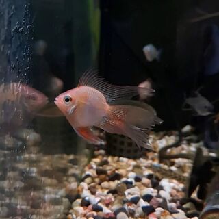 Balloon Gold Veil Tail Ram