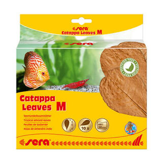 Sera Catappa Leaves