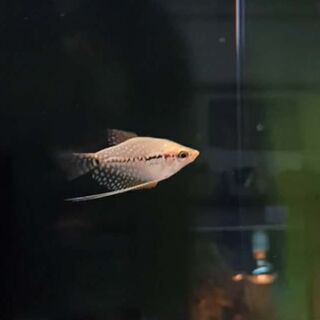 Gold Pearl Gourami