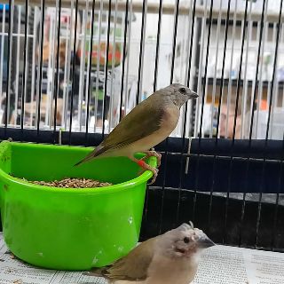 Young Gouldian Finch